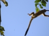 Squirrel monkeys make the best leaps
