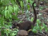 White-nosed coati