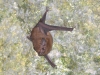 And bat 5
