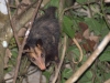 Common opossom, a bit manky by design