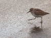 Mammals in another gallery, here are a few birds of Corcovado