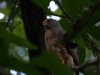 Fierce, like this hawk