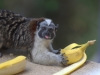 Mammal-watching in the city - tamarins visited our hotel balcony