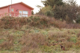 Look for the pudu! Clue: our cabin is in the top left, the pudu is in the bottom right