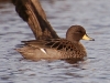 We saw plenty of birdlife, like this little yellow-billed pintail