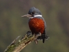 And this beautiful local kingfisher
