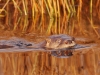 After three days of trying the mirror surface of the water was finally broken by a familiar face