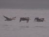 Three pelicans in formation. They look like they are bringing bad news