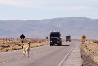 Our road to Colca passes right through the vicuna reserve - and luckily the truck drivers are happy to halt rather than squish a vicuna