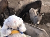 BunDonkey