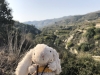 MiliouBun2