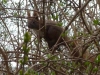 And we even did some wildlife watching: red squirrels rule in Copenhagen