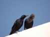 Starlings
