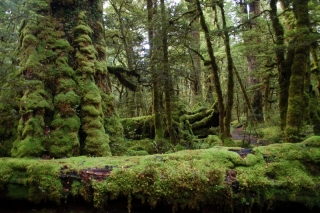 No matter how green this photo looks, the beech forest at Lake Gunn was greener