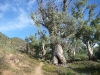 Gum trees grow only in dry river beds, where presumably some water still lies deep beneath