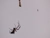 On the left, Mrs Spider. On the right, Mr Spider. If I was Mr Spider I would live in mortal dread