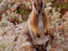 We were even lucky enough to spot one with a (big!) baby in her pouch