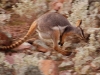 Yet she still managed to take off at a sprint up into the rocky crags they call home