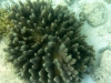 I particularly liked the texture of the corals off Flores - all fuzzy and velvety like exotic home furnishings