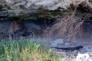 Mr Quokka watches Mr Skink enviously, wondering how he manages to keep that slender figure so easily