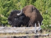 18-bisondude-bisondude