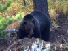 26-bear_