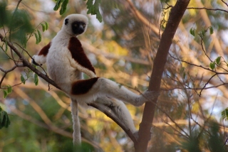sifakachill