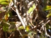 00-woollylemur-1