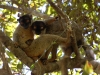 11-brownlemurfambly-2