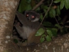21-mongooselemur-4