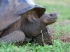 Day 1 and before leaving port in Santa Cruz we went inland to see the giant tortoises up close