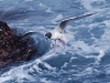 South Plazas was home to many seabirds, like this Swallow-tailed Gull
