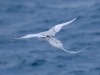 When it hovered in one place other feathers fanned out to add to the elegant shape