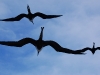 On our way to the next island a bunch of grim looking Frigatebirds hung in the air above our boat like vultures