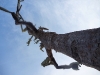 It\'s a dry place, the tallest vegetation being a lanky species of Prickly Pear cactus