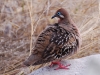 We saw Galapagos Doves here, another endemic species