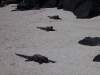 Other iguanas prefer the more sedate sport of synchronised swimming (these guys are just practising formation)