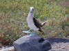 And now it\'s time for some booby dancing...