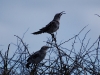 The endemic Hood Mockingbird - Hood island being the English name for Espanola island
