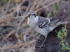 Malevolent (mockingbird)