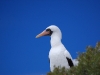 Splendid (nazca booby)