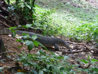 Kitchen garbage disposal via 5 foot monitor lizard - kinda reminds me of the Flintstones