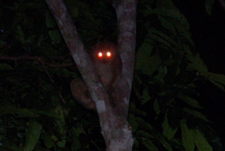 This is Boris the slow loris
