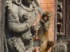 Rhesus macaque