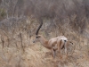 BrightGazelle