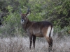 DWaterbuck