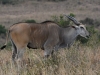 Eland