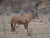 FEOryx