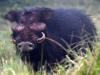 GFHog2