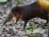 GREShrew2